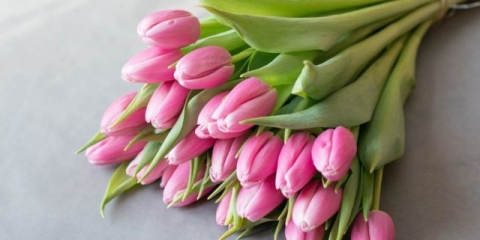 Ljepota tulipana barcelone: ​​opis, sadnja i njega, fotografija